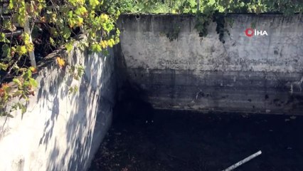 Bursa'da ayı ailesine kurtarma operasyonu