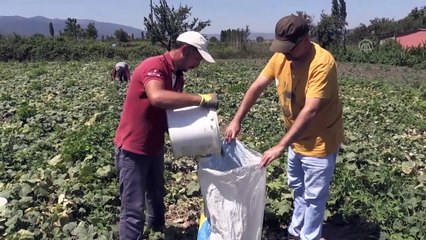 Sındırgı kornişonu üreticisinin hasat telaşı - BALIKESİR