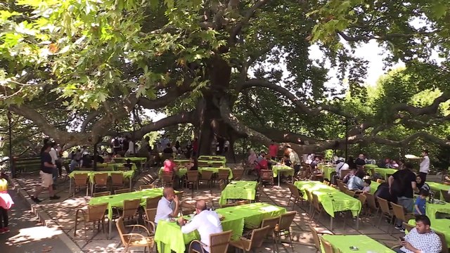 Osmanlı'nın altı asırlık çınarı bir mahalleyi 'besliyor' - BURSA