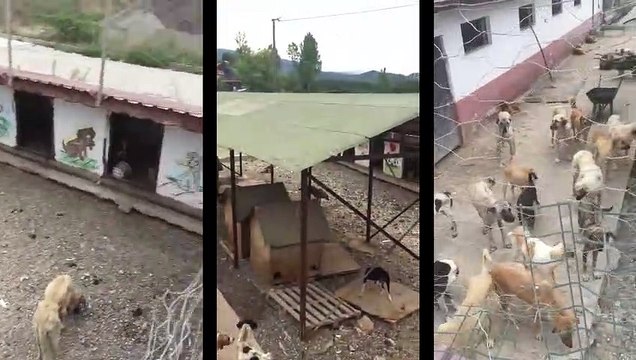 NİKSAR BARINAĞINDA VAHŞET