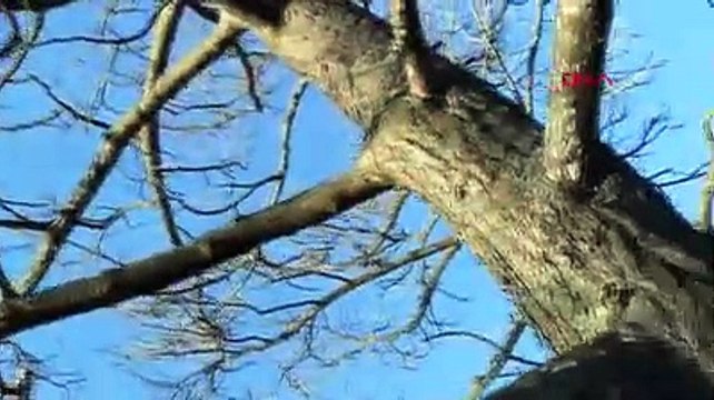 Muğla'daki orman yangınları kısmen kontrol altında