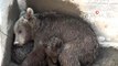 Su kuyusunda mahsur kalan anne ayı ve 2 yavrusu 1 saatlik operasyon sonrası kurtarıldı