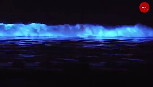 Rare sea sparkles seen at Chennai beaches, but experts say this may not be good news