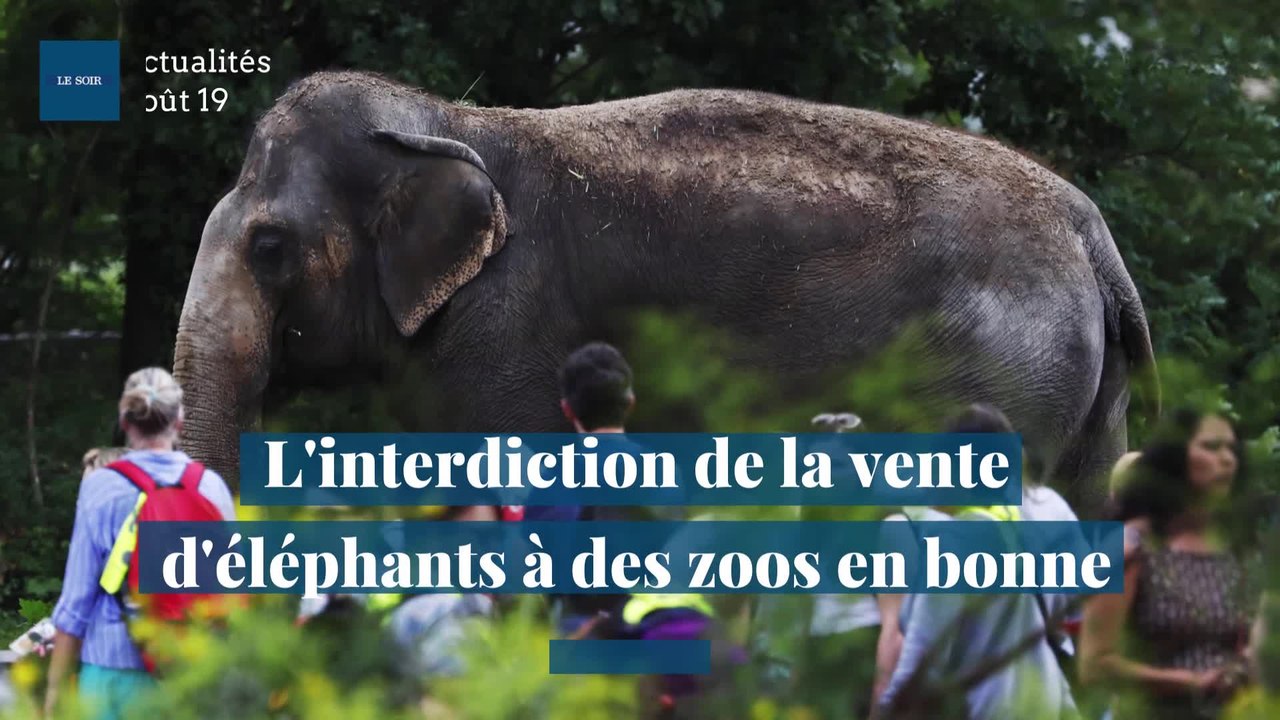 L'interdiction de la vente d'éléphants à des zoos en bonne voie