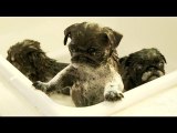 Pug Puppies With Bubble Mustaches