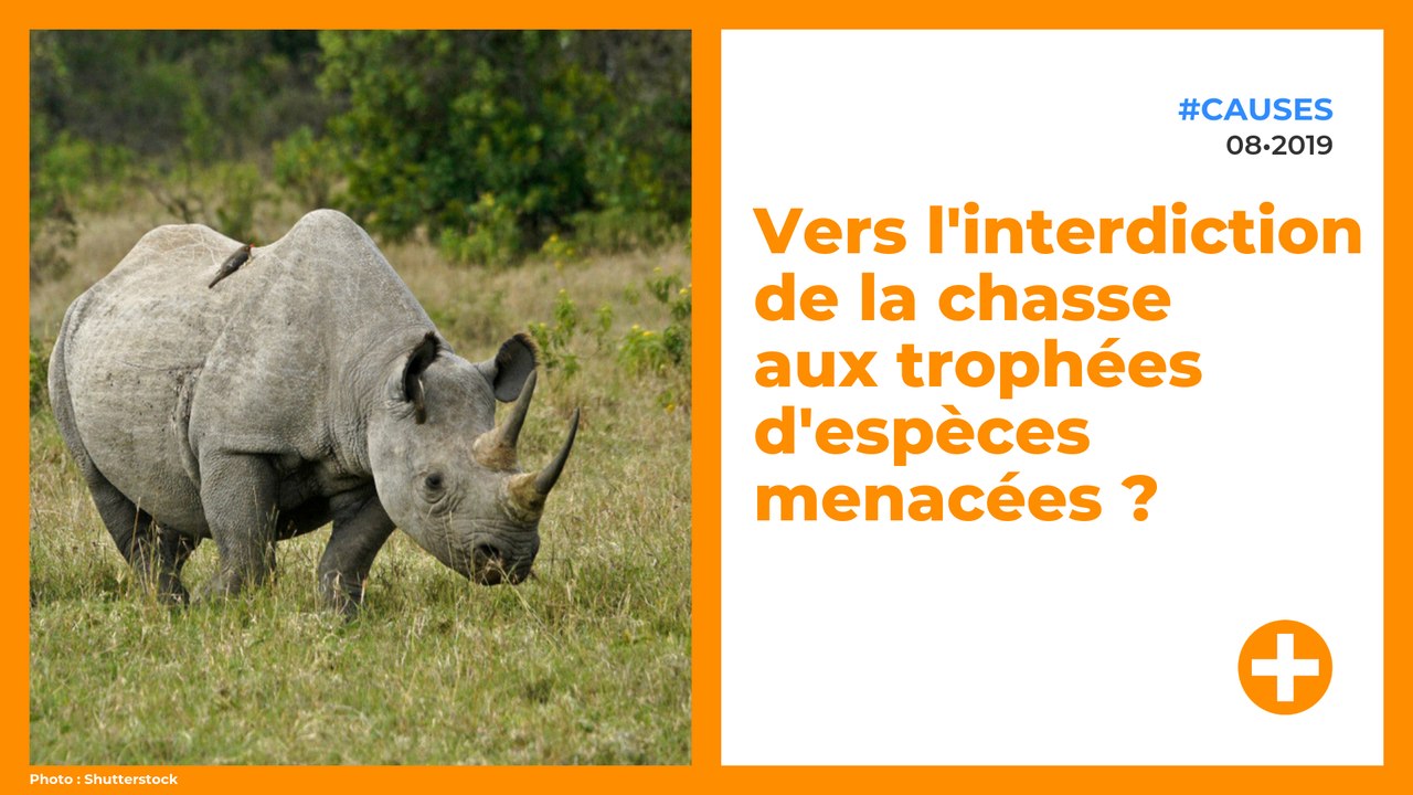 Vers l'interdiction de la chasse aux trophées d'espèces menacées ?