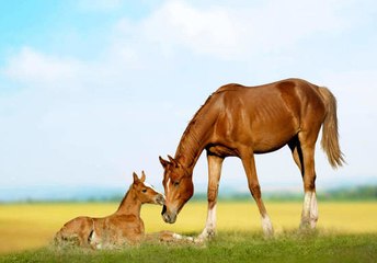 Mares in gestation