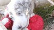 Catahoula Puppies Love This Teddy Bear-