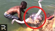 Mermaids Caught On Camera - Spotted In Real Life