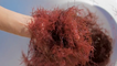Pink Seaweed That Stops Cows Burping Methane