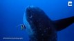 L'un des plus gros poissons du monde filmé par des plongeurs - Mola Mola