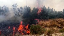Gazipaşa'da bir zeytinlik ile 4 sera yandı