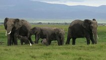 اتفاقية التجارة الدولية تحظر بيع صغار الفيلة البرية المهددة بالانقراض للحدائق
