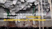 Enquête L214 dans un élevage de lapins des Deux-Sèvres