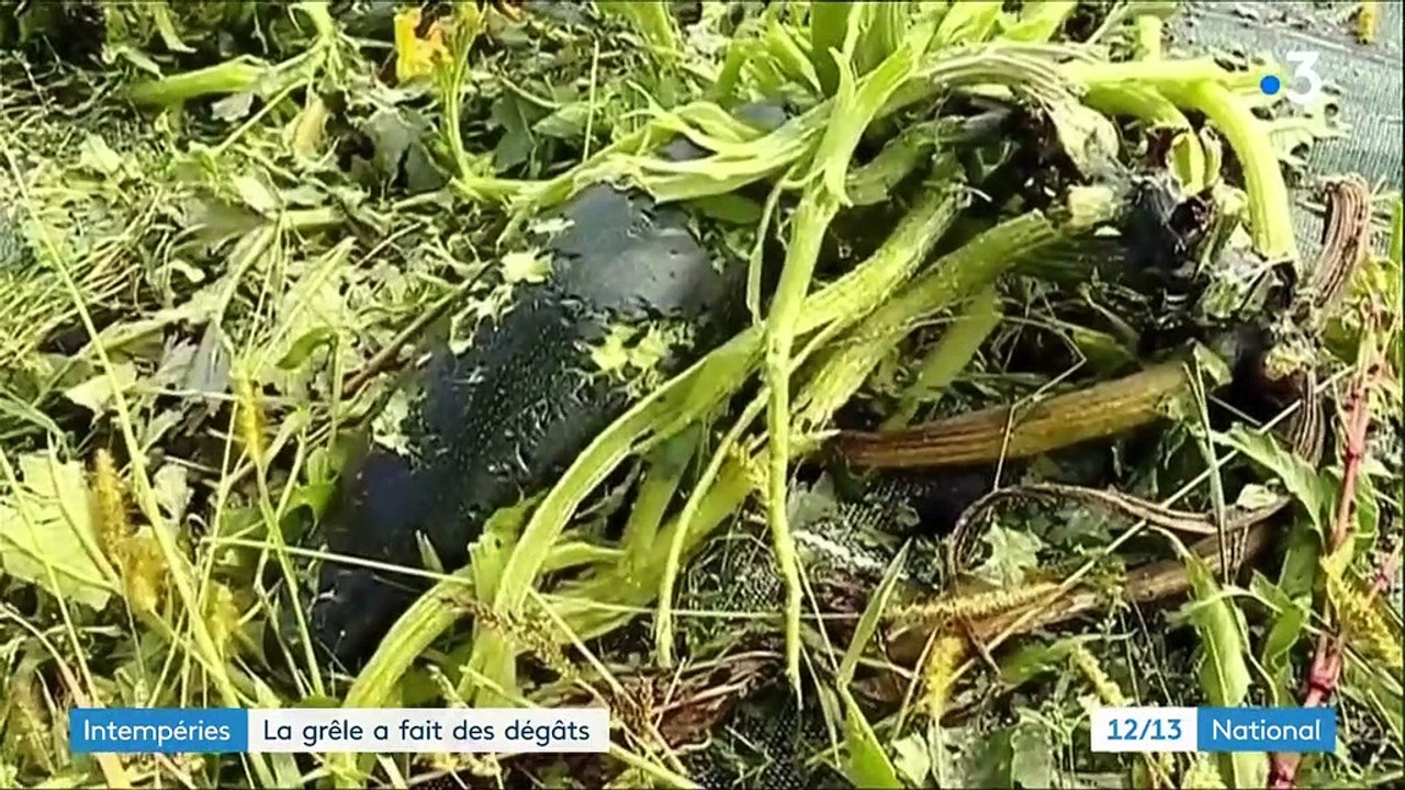 Rhône : la grêle a fait des dégâts