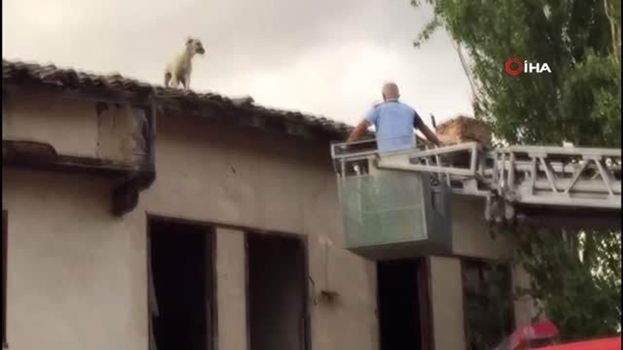 Çatıda mahsur kalan köpeği itfaiye kurtardı