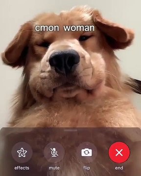 Ce chien fait un appel vidéo avec une autre chienne. Trop marrant !