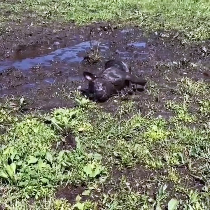 Ce petit bulldog se pavane dans la boue avec beaucoup d'excitation. Trop chou !