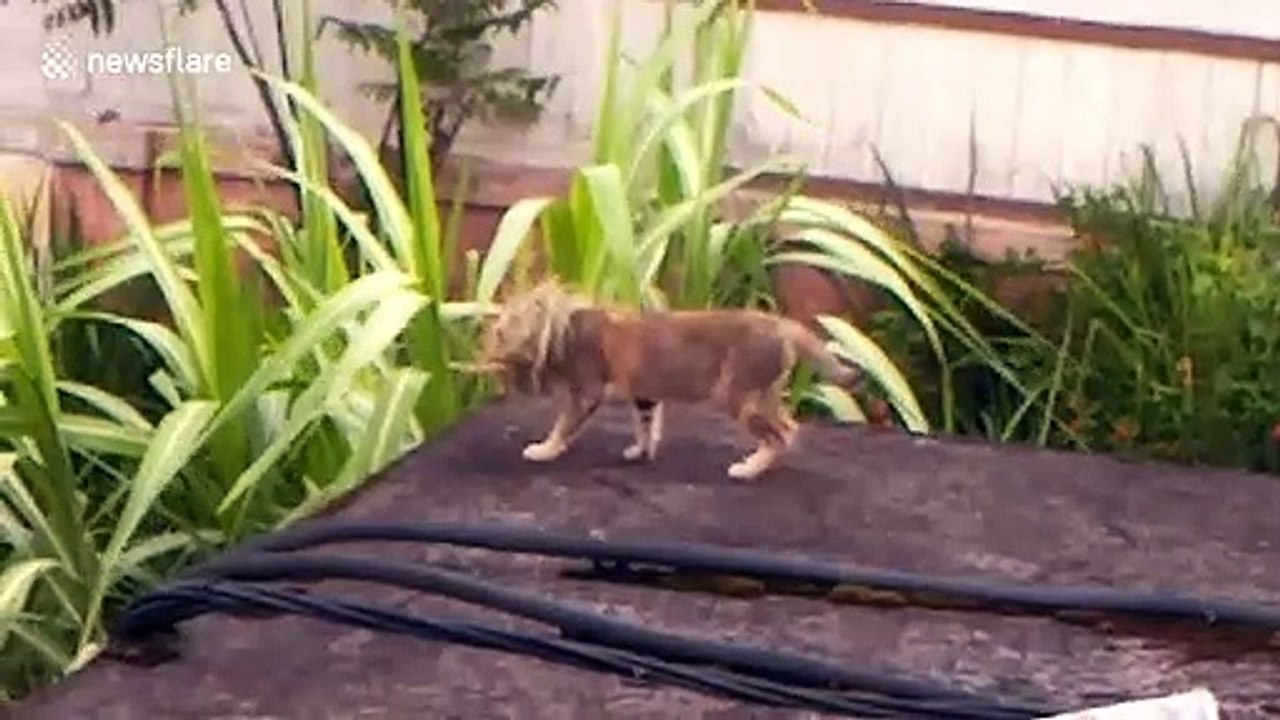 Cat with head stuck in bird's nest stumbles across Indonesia rooftops