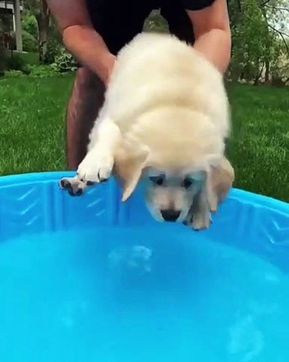 Ce Golden Retriever entre dans une piscine gonflable pour la première fois. Mignon !