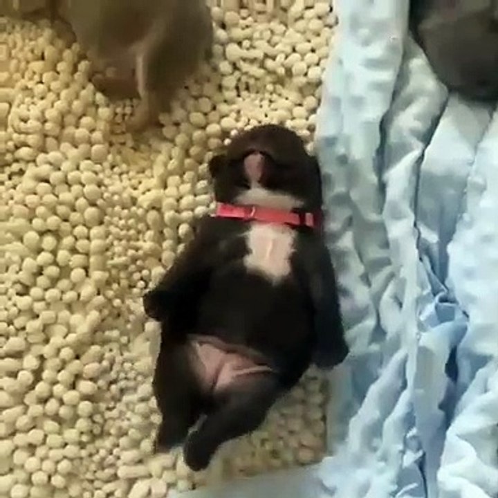 Ce mignon petit chiot dort d'une drole de manière. Trop mimi !