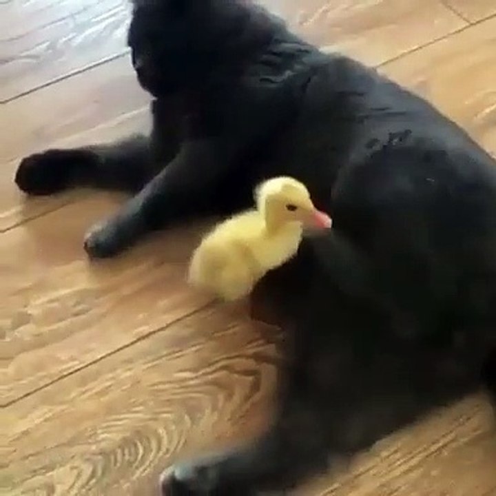 Cette chatte noire ne veut pas jouer avec son poussin. Marrant !