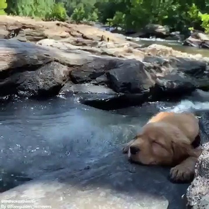 Ce chiot prend du bon temps tout près du fleuve. Trop cute !
