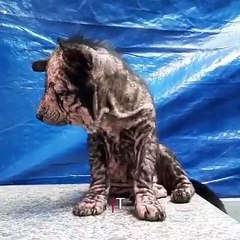 Regardez l’incroyable transformation que ce bébé chien a subi une fois sauvé !