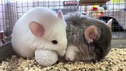 Essayez de ne pas tomber sous le charme de ces chinchillas. Superbes !