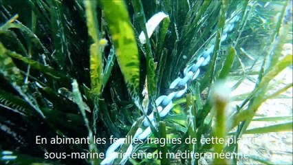 CAP D'AGDE  - Comment mouiller avec son bateau sans abîmer les herbiers de posidonies