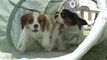 Cavalier King Charles Spaniel Puppies In a Tunnel-