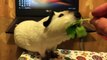 Guinea Pigs  Cute Guinea Pig Video Compilation (2018) Cobayas Adorables Video Recopilacion