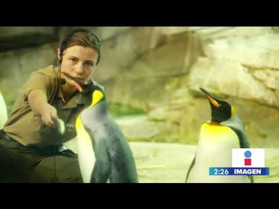 Pareja de pingüinos gays adoptan un huevito en el zoológico de Berlín | Yuriria Sierra