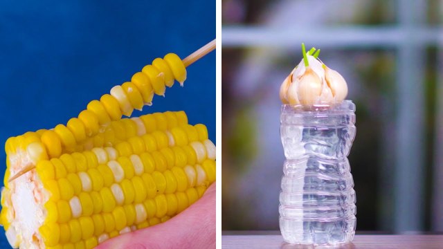 How to Replant Vegetables! - Gardening Hacks and Tips by Life For Tips