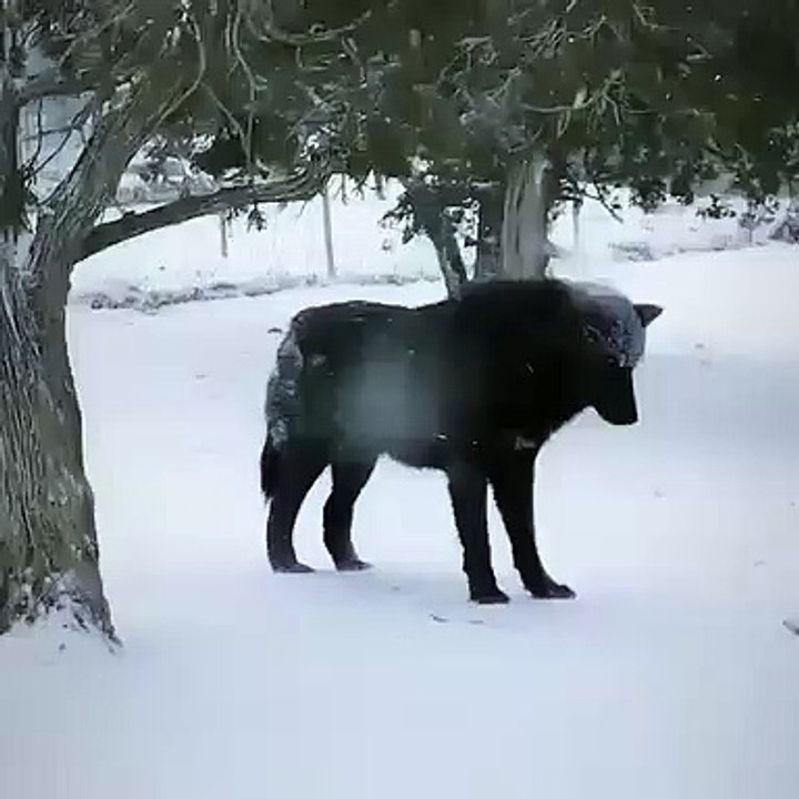 Ce loup n'aime visiblement pas la neige. Trop drôle !