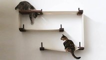 خبر سار لمحبي القطط: مساحة للترفيه داخل المنزل معلّقة على الحائط!