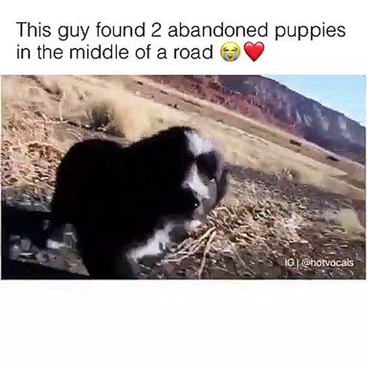 Cet homme a retrouvé deux chiots abandonnés et les a sauvés. Émouvant !