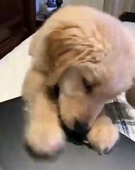 Regardez cette chienne qui essaye de sortir la pomme d'un MacBook. Très drôle !