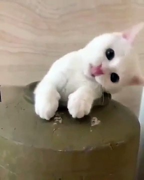 Quand un chaton tente de se cacher dans un bocal. Mignon !