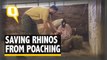 The Quint: Cutting Horns to Stop Rhino Poaching