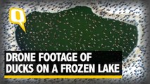 The Quint| Drone Footage of Ducks on a Frozen Lake Will Leave You Awestruck