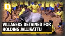 The Quint: Villagers Detained for Holding Jallikattu Despite SC Ban
