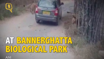 Download Video: The Quint: Lions Pounce on Car, Scare Tourists in Bannerghatta National Park