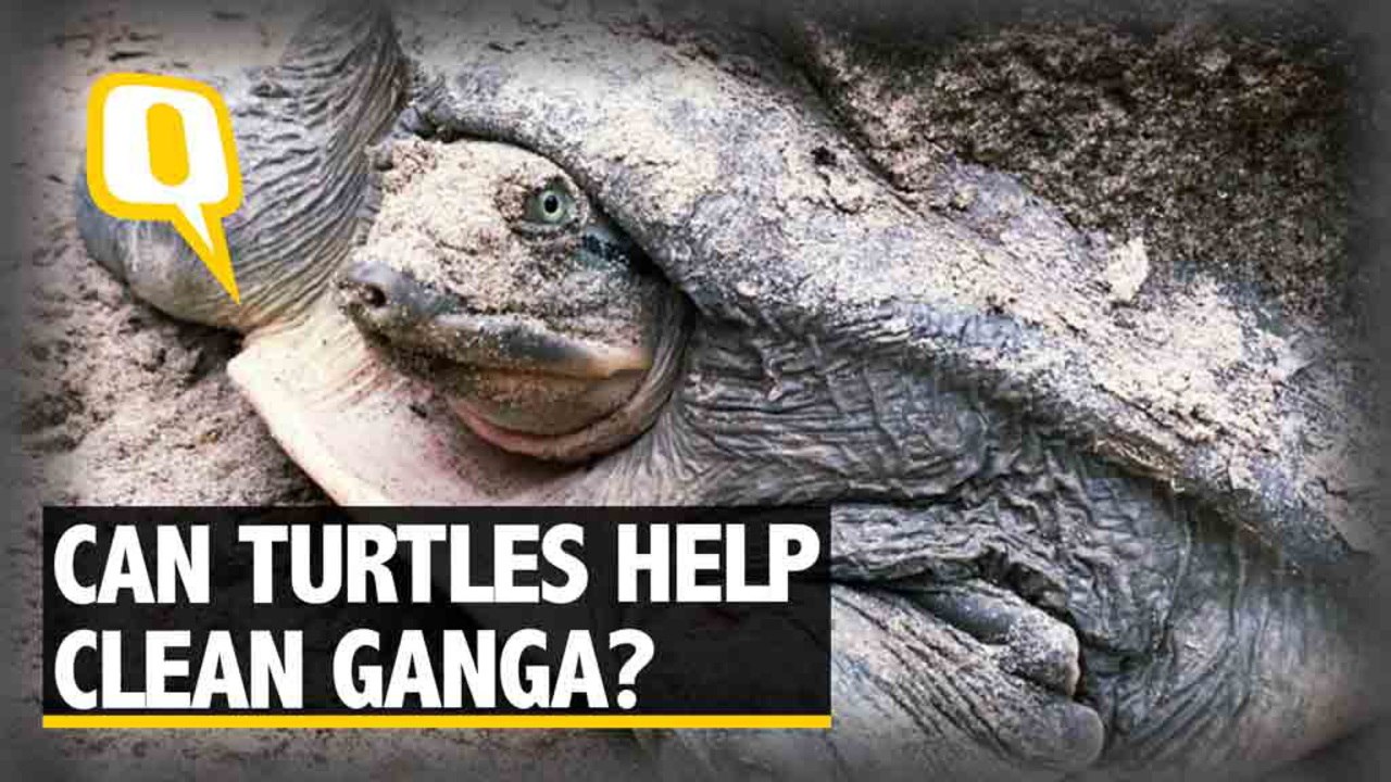 The Quint| Feeding on the Dead: Can Turtles Pla...