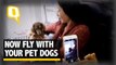 The Quint: Now Dog Lovers Travel with their Pets Thanks to the Japan Airlines