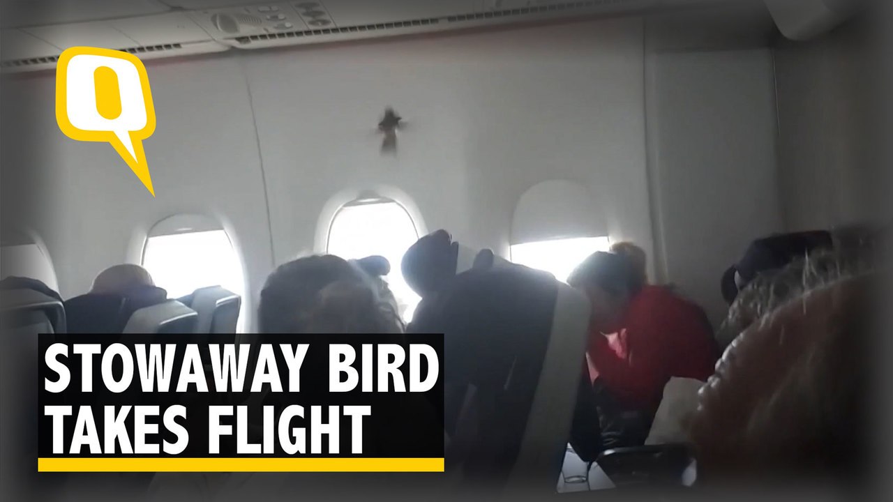 It’s A Bird. It’s A Plane. No, It’s a Bird in a Plane!