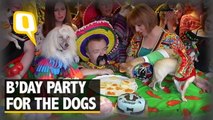 The Quint: These Dogs Have The Coolest & Posh B’day Celebration Ever