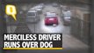 Merciless Driver Runs Over Dog; Case Filed Under Animal Cruelty