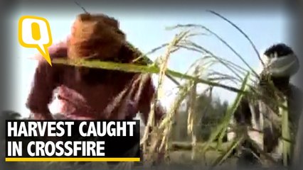 Tải video: Crops Suffer as Tense Border Keeps Labourers at Bay in Kathua