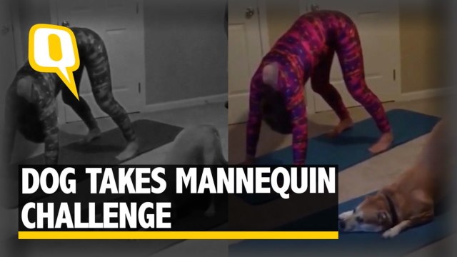 The Quint: Watch: This Dog Takes The Mannequin Challenge Quite Seriously